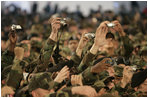 A sea of cameras and hands greet President Bush upon his arrival Saturday, Nov. 19, 2005, to Osan Air Base in Osan, Korea.