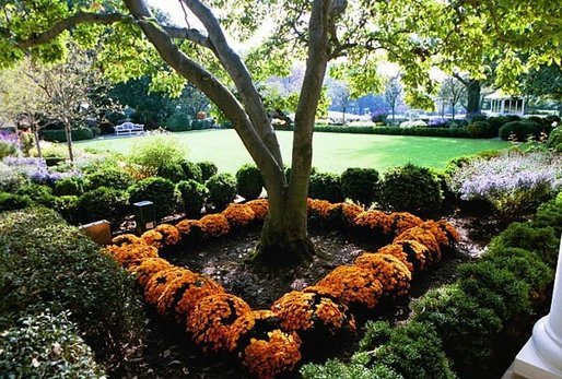 Ready for the White House Fall Garden Tour, Chrysanthemums bloom in fall colors in the Rose Garden of the White House. White House photo by Tina Hager.