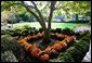 Ready for the White House Fall Garden Tour, Chrysanthemums bloom in fall colors in the Rose Garden of the White House. White House photo by Tina Hager.