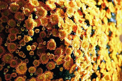 Chrysanthemums bloom in the White House fall gardens during the 2004 season. White House photo by Tina Hager.