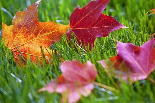 Fallen Red Maple leaves spark a contrast of color as they rest in a blanket of green grass on the South Lawn of the White House during the 2004 season. White House photo by Tina Hager.