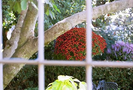 Looking out from the Palm Room into the Rose Garden of the White House, hanging baskets of Chrysanthemums brighten up the garden’s shadows. White House photo by Tina Hager.