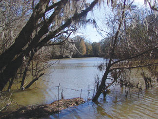 Wintering habitat for migratory waterfowl on Jordan Lake, Hamilton Ridge Wetlands Management Area, South Carolina. (FWS)