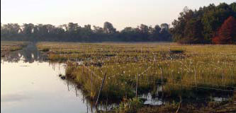 Fencing will prevent geese from grazing on the newly planted salt marsh at Bridge Creek, New York. (Bob Strovnik)