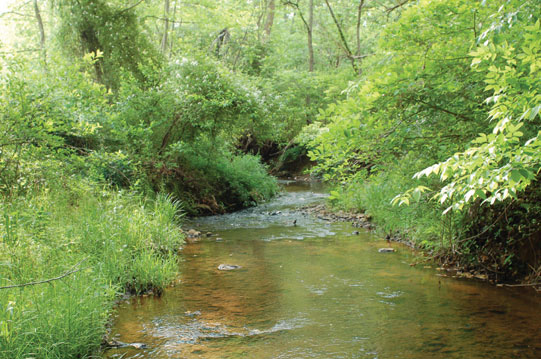 Exotic plant species were removed from the banks of a stream in the Appomattox Court House National Historic Park, Virginia. (NPS)