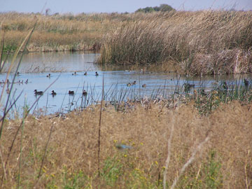 Early fall migrants on recently enhanced wetland on the Frasher Farms, North San Joaquin Valley, California. (FWS)