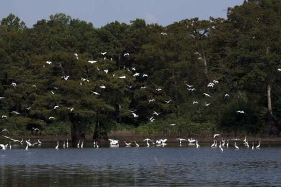 Wetlands acquired from willing sellers in Arkansas for White River NWR include 226 acres of bottomland hardwoods and cypress-lined lakes that provide habitats for migratory birds year-round. (FWS)