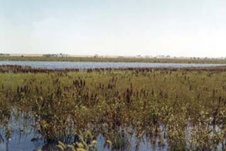 A NAWCA grant, matched by a local Chamber of Commerce, will acquire and protect at least 3,000 core acres of historic Drummond Flat in Oklahoma (at the confluence of the Turkey, Elm, and Salt Creeks) for management by the Oklahoma Department of Wildlife Conservation. (FWS)