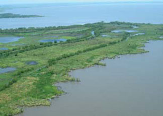 Pre-construction view of the project area in southern White Lake, Vermilion Parish, Louisiana, showing the severely eroded shoreline in the foreground. (FWS)