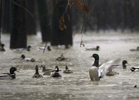 Restored wetlands, such as this bottomland hardwood forest near the White River in Arkansas, provide breeding, nesting, and resting areas for ducks and other waterfowl, wading birds, shorebirds, and other wetlands-dependent wildlife, as well as opportunities for outdoor recreation and reduced costs to communities for clean water. (FWS)