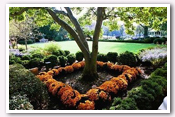 Link to White House Gardens – Fall Photos