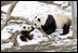 Giant Panda, Mei Xiang, plays with son, 7 month old Tai Shan, Tuesday, Feb. 14, 2006, at the Smithsonian National Zoological Park in Washington, DC. Tai Shan was born on July 9, 2005, and weighs over 33lbs.