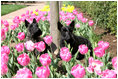 Miss Beazley and Barney sit in First Lady Laura Bush’s Tulips in the Jacqueline Kennedy Garden, The White House.