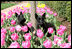 Miss Beazley and Barney sit in First Lady Laura Bush’s Tulips in the Jacqueline Kennedy Garden, The White House.