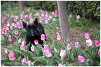 A sure sign of spring, Barney checks out the Laura Bush tulips in the First Ladies' Garden, Tuesday, March 21, 2006 at the White House.