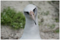 A Laysan albatross on Eastern Island stands over her chick. Midway Atoll, and its member Eastern Island, is home to nearly two million birds each year including the world's largest colony of Laysan albatrosses. Almost 300,000 nesting pairs inhabit the island, but a great number of albatross chicks die each year due to ingesting flaking lead paint flaking from abandoned buildings and plastic pollution washing up on the beaches.