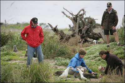 Mrs. Laura Bush works with wildlife biologist John Klavitter to restore native bunchgrass during a tour of Eastern Island on Midway Atoll Thursday, March 1, 2007. Interior Secretary Dirk Kempthorne is pictured in a red jacket.