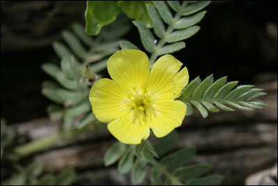 Midway Atoll biologists work to restore native plants like this tribulus puncture vine that create healthy habitats for native endangered species.