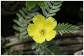 Midway Atoll biologists work to restore native plants like this tribulus puncture vine that create healthy habitats for native endangered species.