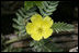 Midway Atoll biologists work to restore native plants like this tribulus puncture vine that create healthy habitats for native endangered species.