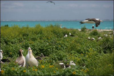 Mrs. Laura Bush toured Midway Atoll and viewed many albatross birds on the Northwest Hawaiian Islands National Monument, Thursday March 1, 2007. The short-tailed albatross facing the camera is a long-time resident of the island and standing with two decoy birds. "He's been here about five years," said Mrs. Bush of the lonely bird. "He's 20 years old. They know because he was banded in Japan on the island where he was. Of course, they are hoping to attract some young short-tailed albatross. That's why the decoys are here also, so there will be a mating pair here."