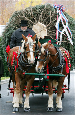 Scott D. Harmon of Brandy Station, Va., drives a horse-drawn carriage with horses "Karry and Dempsey" delivering the official White House Christmas tree Monday, Nov. 26, 2007, to the North Portico of the White House. The 18-foot Fraser Fir tree, from the Mistletoe Meadows tree farm in Laurel Springs, N.C., will be on display in the Blue Room of the White House for the 2007 Christmas season.