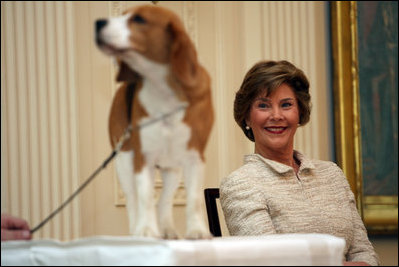 Mrs. Laura Bush smiles as the Westminster Kennel Club's 2008 Best in Show winner, Uno, is introduced to invited guests Monday, May 5, 2008, in the East Room during the beagle's visit to the White House Monday, May 5, 2008.