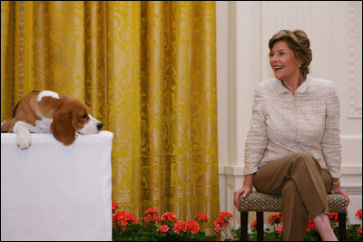 Mrs. Laura Bush smiles as the Westminster Kennel Club's 2008 Best in Show winner, Uno, is introduced to invited guests Monday, May 5, 2008, in the East Room during the beagle's visit to the White House Monday, May 5, 2008.