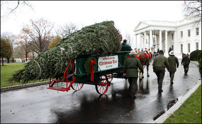 Sue Harman drives a horse-drawn carriage delivering the official White House Christmas tree Sunday, Nov. 30, 2008, to the North Portico of the White House. The Fraser Fir tree, from River Ridge Farms in Crumpler, N.C., will be on display in the Blue Room of the White House for the 2008 Christmas season.