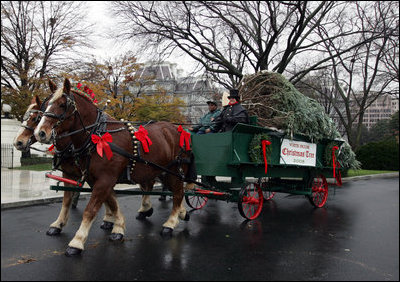 Sue Harman drives a horse-drawn carriage delivering the official White House Christmas tree Sunday, Nov. 30, 2008, to the North Portico of the White House. The Fraser Fir tree, from River Ridge Farms in Crumpler, N.C., will be on display in the Blue Room of the White House for the 2008 Christmas season.