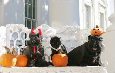 First Family pets get in the Halloween spirit, Friday, Oct. 17, 2008, in a portrait on the Blue Room balcony on the south side of the White House. From left are Miss Beazley, Willy the cat, and Barney. The dogs are Scottish Terriers.