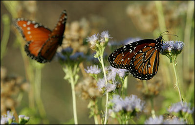 During the fall and spring months monarch butterflies stop at President Bush's ranch in Crawford, Texas, during their annual migration. Texas lies between two primary breeding grounds in North America and Mexico. Each year thousands of monarch butterflies migrate from the North, spending the winter in the warmer climate of Mexico. White House photo by Chris Greenberg