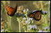 During the fall and spring months monarch butterflies stop at President Bush's ranch in Crawford, Texas, during their annual migration. Texas lies between two primary breeding grounds in North America and Mexico. Each year thousands of monarch butterflies migrate from the North, spending the winter in the warmer climate of Mexico. White House photo by Chris Greenberg