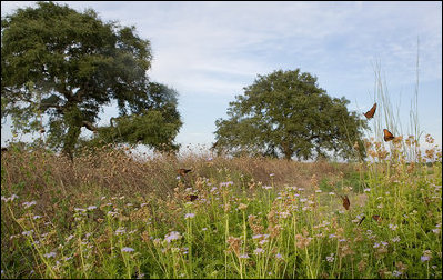 Monarch butterflies gather at President Bush’s ranch in Crawford, Texas, Aug. 25, 2007. Migrating to Mexico for the winter, the butterflies eat nectar and water. Larvae feed on milkweed. Their migration can span 3,000 miles. On average, it takes about two months for them to fly the equivalent distance of traveling from Washington, D.C., to Mexico. White House photo by Chris Greenberg