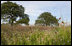 Monarch butterflies gather at President Bush’s ranch in Crawford, Texas, Aug. 25, 2007. Migrating to Mexico for the winter, the butterflies eat nectar and water. Larvae feed on milkweed. Their migration can span 3,000 miles. On average, it takes about two months for them to fly the equivalent distance of traveling from Washington, D.C., to Mexico. White House photo by Chris Greenberg