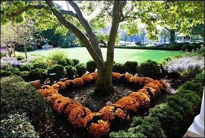 Ready for the White House Fall Garden Tour, Chrysanthemums bloom in fall colors in the Rose Garden of the White House.