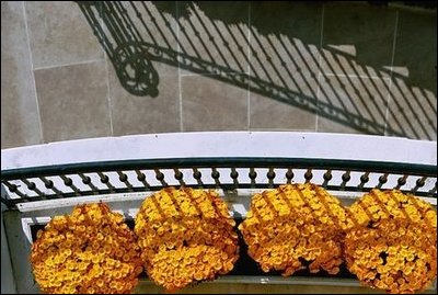 Orange Chrysanthemums adorn the Blue Room Balcony of the White House South Portico.