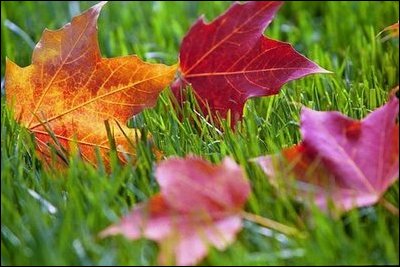 Fallen Red Maple leaves spark a contrast of color as they rest in a blanket of green grass on the South Lawn of the White House during the 2004 season.