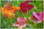 Fallen Red Maple leaves spark a contrast of color as they rest in a blanket of green grass on the South Lawn of the White House during the 2004 season.