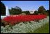 The South Grounds Fountain is encircled by Salvia (Red Flare) and Dusty Miller during the 2004 fall garden season at the White House.