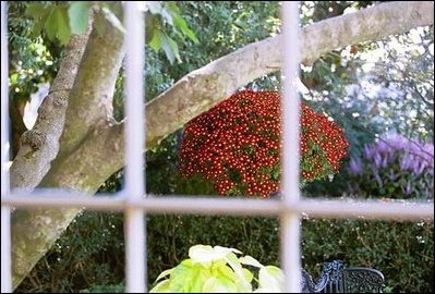 Looking out from the Palm Room into the Rose Garden of the White House, hanging baskets of Chrysanthemums brighten up the garden’s shadows.