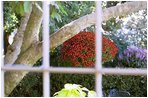 Looking out from the Palm Room into the Rose Garden of the White House, hanging baskets of Chrysanthemums brighten up the garden’s shadows.