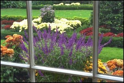 The East Garden, also known as the Jacqueline Kennedy Garden, is filled with Giant Aster, chrysanthemums and Midnight Salvia.