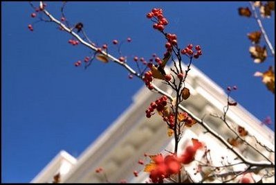 The berries on the White House Hawthorne trees come to life in the fall.