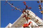 The berries on the White House Hawthorne trees come to life in the fall.