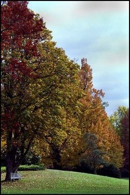 The fall foliage of trees such as the Horse Chestnut (left) and Willow Oak (right) adorn the South Lawn.