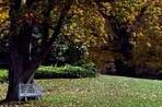 The fall foliage of trees such as the Horse Chestnut (left) and Willow Oak (right) adorn the South Lawn.