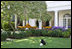 Barney frolics just outside the Oval Office with his favorite ball among the fallen leaves of the Saucer Magnolia tree in the Rose Garden.