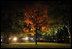 The fall colors of a Maple tree on the White House North Lawn glow in the light from the White House Press Corps as short days give way to the season's long shadows.