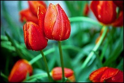 April showers brighten tulip bulbs on the South Lawn April 12, 2004.